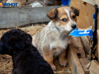 В Волжском есть возможность бесплатно вакцинировать домашнее животное