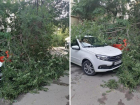 Сухое дерево рухнуло на машины в Волжском