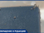 «Не исключено, что такие могут ползать по самой остановке»: Волжский кишит насекомыми