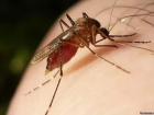 Волжанам угрожают опасные комары- вирусоносители 