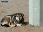 Куда жаловаться на бродячих собак в Волжском: контакты