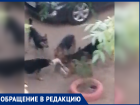 Все утро разрывали кошку: на видео попали бродячие псы, которые терроризируют двор в Волжском