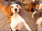 Волжский приют для собак на грани разорения: как спасти животных
