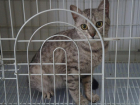 Волжане спасли отданных на усыпление породистых котов
