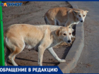Агрессивная свора собак растерзала автомобиль в Волжском