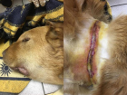 Собака с проволокой на шее вынашивала мертвых щенков в Волжском