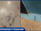 Трупный запах и полчища тараканов: любительница животных терроризирует целый дом в Волжском