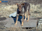 Карантин по бешенству после нападения собак ввели в Волгоградской области