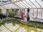 Более 1000: уникальная выставка кактусов и суккулентов в волжской оранжерее радует горожан