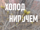 «Растения в шоке от такой температуры»: в Волжском деревья и кустарники продолжают цвести