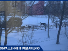 «Ребенка страшно выпускать на улицу»: в Волжском стая собак держит в страхе целый двор