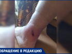 «Ждет жертву у школы»: бродячая собака терроризирует жителей поселка Краснооктябрьского