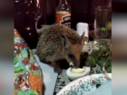 Ежик «схомячил» ужин волжанки и спасибо не сказал