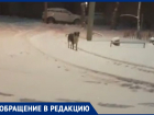 Собаки нападают на детей возле администрации Волжского