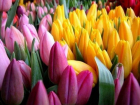В Волжской оранжереи вырастили более 30 тысяч тюльпанов