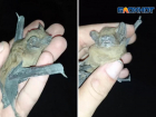 Спас десяток летучих мышей и освободил подъезд от незваных гостей зоозащитник в Волжском