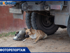 Страдают от голода и холода: в Волжском стаи собак попали на фото