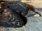 Отрезали крыло, но спасли жизнь: в приюте выхаживают найденного в окрестностях Волжского орлана