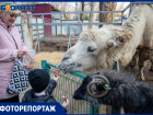 Волжский зоодворик рассказал о зимних буднях питомцев