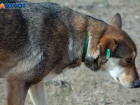 В Волжском своры диких собак не дают спать по ночам жителям 38 микрорайона: видео