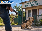 «Выманил едой, застрелил и увез в багажнике»: в СНТ Волжского неизвестный расправился с собакой Линдой