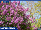 Город-сад: яркие краски апрельского Волжского в объективе фотографа