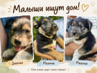 Остались без мамы. Трое щенков ищут дом 