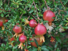 Рекордный урожай "пунических яблок" вырастили в Волжском  