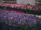 Тысячи красок на квадратный метр: в Волжском открывается рекордная выставка цветов