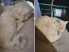 Рыжего ласкового кота отдают в добрые руки в Волжском