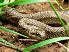 Змеям в Волго-Ахтубинской пойме требуется защита от людей