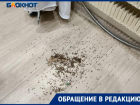 «Страшные и воняют как скунс»,- жителей Волжского атаковали арокатусы: видео