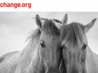 Волжане поддерживают петицию против сноса конюшни в «Сосновом бору»  