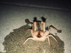 Опасные пауки с трупным ядом на зубах прыгают и кусают людей в Волжском