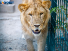 Волжский зооцентр с хищными африканскими животными принимает участие в сборе макулатуры