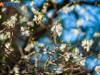 Аномалия или норма? Почему в Волжском в сентябре начали цвести деревья