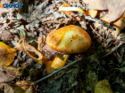 Как не отравиться грибами после похода на тихую охоту: шпаргалка для волжан