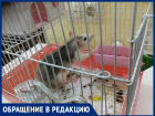 "Животное в клетке просто выставили в подъезд",- волжанка