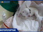 Собака с пулей в позвоночнике, кот с лейкозом и спасение удушенного щенка: как в приюте под Волжским совершают невозможное