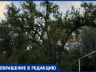 В Волжском активные жители не могут добиться спила опасного дерева у детской площадки