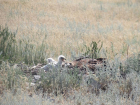 В волгоградском нацпарке «Эльтонский» зафиксирован бэби-бум среди редких хищников