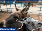 Яшку поменяли на Гришку: как меняются ослы в волжском зоодворике
