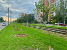 В Волжском осенью высадят около 7,5 тысячи деревьев и кустарников