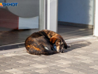 «Стерелизовать уже поздно»: ветеринар из Волжского о бездомных собаках