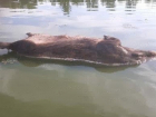 В Волгоградской области 40 мертвых свиней сбросили в пруд
