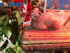 Сонных животных показывают в Волжском на выставке котов