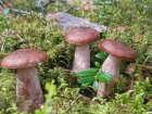 Природный парк «Волго-Ахтубинская пойма» приглашает волжан «По грибным местам»