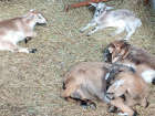 В Волжском эко-парке родились 4 козленка 