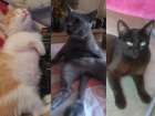 Сырок, Буся и Сима - котята с непростой судьбой 