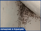 «Кишат тараканы, сколько можно ждать?» Жители подъезда в Волжском пожаловались на бездействие ЖЭУ